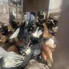 صيصان العمر ثلاثه شهور واكثر