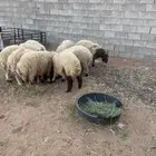 بهم نعيم
