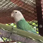 روز عيون حمر منتج