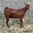 معزا دهم فاخره عدد 17