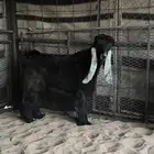 تيس عارضي فاخر