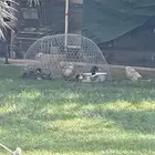 بط شرشيري البري