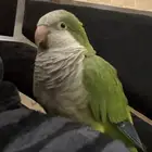 للبيع ببغاء كويكر اخضر
