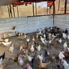 للبيع ديكه
