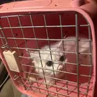 قطه للبيع على السوم