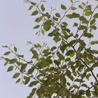 سدرة ام فيصل اقطف ورق السدر بكل الحب