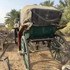 عربات خيل للبيع