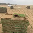 ثيل طبيعي صافي