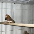 جوز زيبرا هولندي هاف اورنج