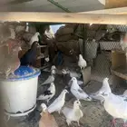 حمام مصري حجم كبير 4 اجواز