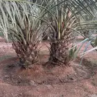 فراخه وجثايث ونقايل ونخل سكري وخلاص