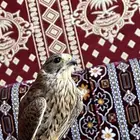 بأشق مدهل يهد على حمام و قماري و مريعي