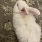 ارنب ابيض للبيع