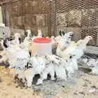 براهمه كولمبي