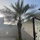 نخله البيع