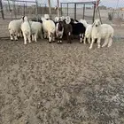 طليان نجد وحري ونعيم