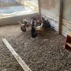 دجاج بياض