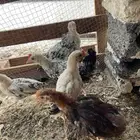 دجاج جماد