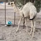 قعود البيع