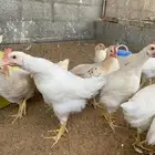 صيصان لوهمان عمر شهرين تفقيص 1   2   1447