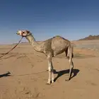 قعود للبيع لقي ماانعسف يعرف ارسان الموقع الشملي