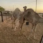 حيران طيبه