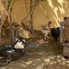 دجاج وبط مصري