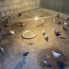 صوص بليد العمر شهر واسبوع