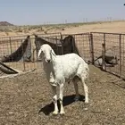 فحل حري يقرع شرط