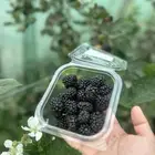 شتلات توت بلاك بيري وشتلات ليمون وورورد