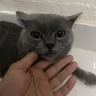 قط لتبني مع لتربوكس الموقع قرية العليا وفي توصيل النعيرية