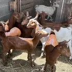 عرس للبيع عنقان وتيوس