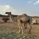 خلفة ام ثاني وسديس في راسها مشروطة ما تحلب الا با القيد