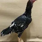 دجاج سندي نسل غبشان