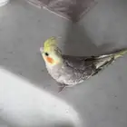 ببغاء كروان وليف