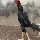 ديك شامو ياباني