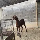 جفره قبرصيه شاميه صنف العمر من اربعه الى خمسه شهور