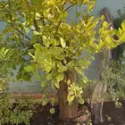 شجرة حمضيات