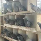 حمام زاجل للبيع