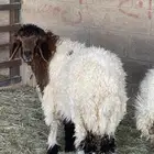 ابوسعود لذبائح البلدي والمستورد