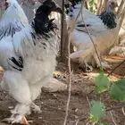 ديك ودجاجه كلمبيات ( سلاله كونك ) فاخر