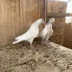 طبات باكستاني للبيع تب التب