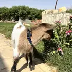 ماعز قزم