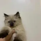 للبيع قط همالايا كيتن العمر ثلاث شهور