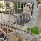 طير روز وكروان للبيع