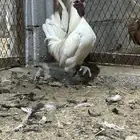 دياكه مرتبين