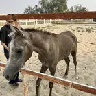 خيل