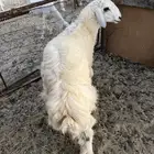 خروف