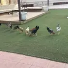 فروخ دجاج