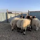 خرفان للبيع